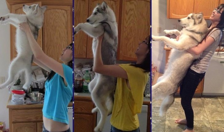 20 Touching Photos of Grown-Up Puppies That Prove Time Runs Way Too Fast