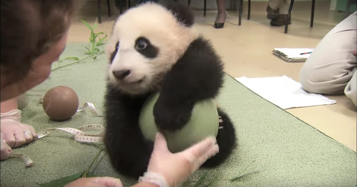 a 1.jpg?resize=412,275 - Adorable Panda Cub Gets New Favorite Toy, Refuses To Let Go Of It No Matter What