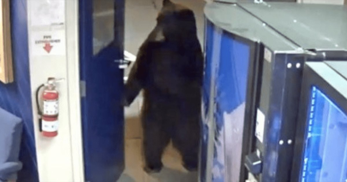 aa.png?resize=1200,630 - Bear Turned Doorknob and Walked Right Into Police Station On Two Hind Legs