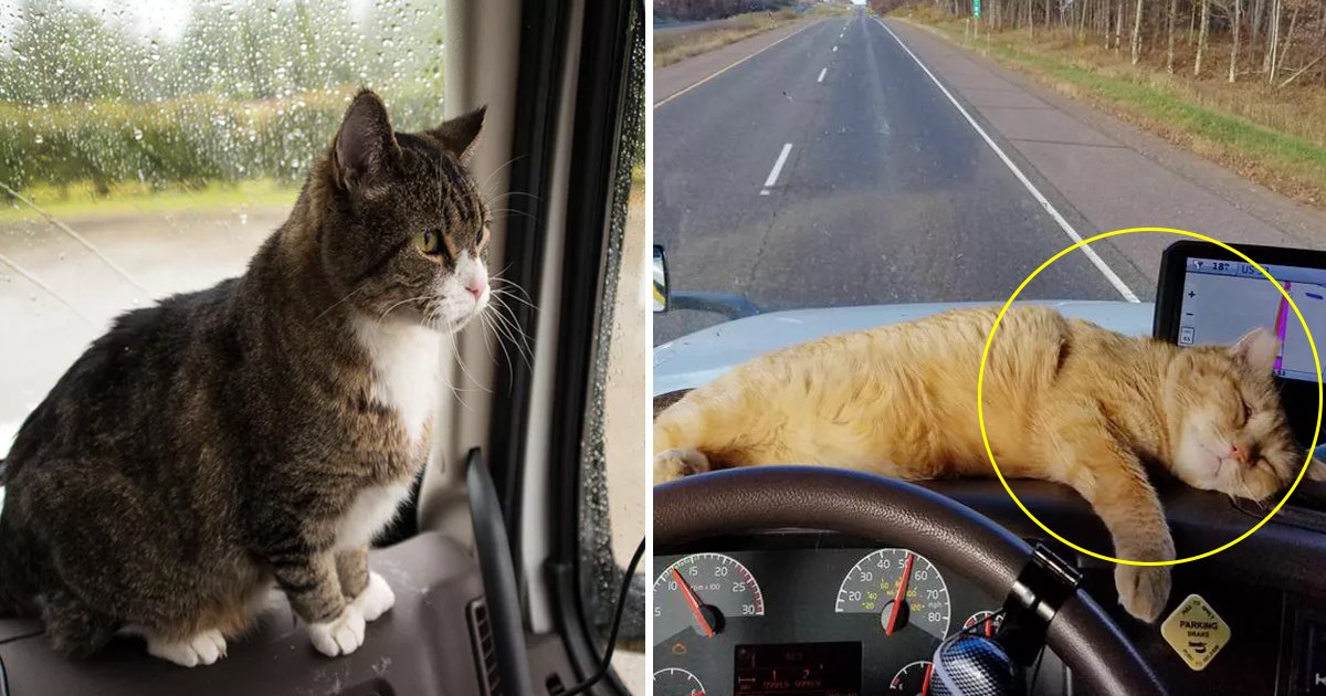 adfa.jpg?resize=1200,630 - Un chauffeur de camion solitaire a adopté un chat errant et il est maintenant son meilleur compagnon de voyage