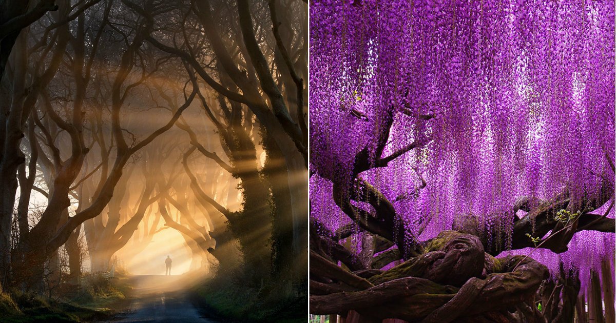 amazing trees.jpg?resize=412,275 - Une galerie où vous allez découvrir les 13 plus beaux arbres du monde