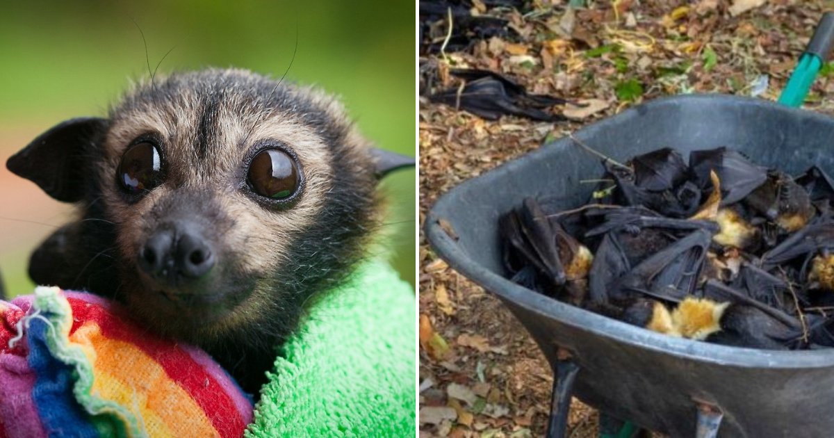 bat5.png?resize=1200,630 - Un tiers de la population des chauves-souris est mort en seulement deux jours en Australie