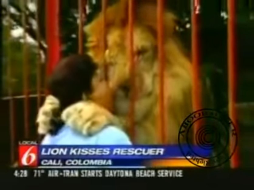 capture decran 2019 01 23 a 14 54 15.png?resize=1200,630 - Une femme retrouve au zoo le lion qu'elle avait sauvé d'une mort certaine il y a plusieurs années, et la réaction de l'animal est émouvante