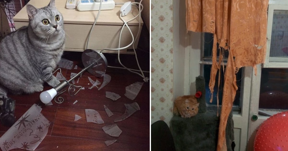 cat mess.png?resize=412,232 - 16 photos montrant comment les chats font des bêtises dans la maison