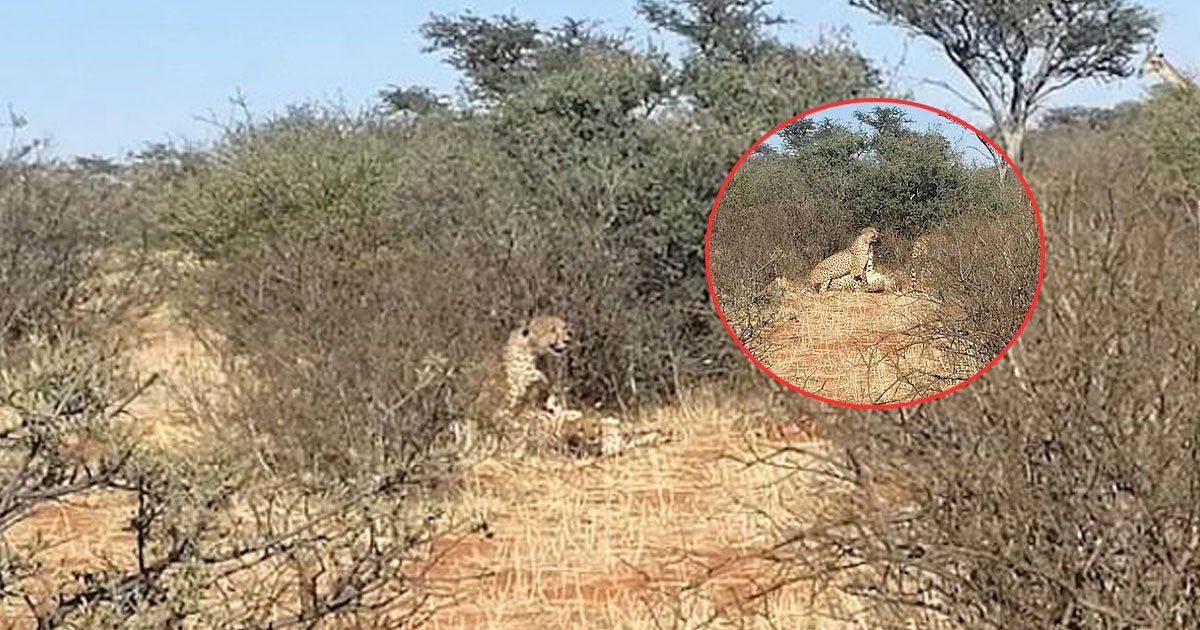 cheetahs mating.jpg?resize=412,232 - Deux guépards mâles et une guépard femelle pris en flagrant délit de câlin !