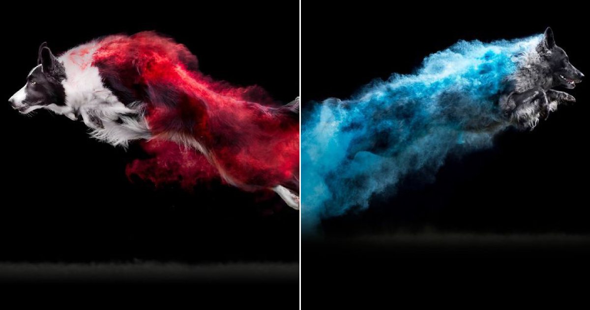 color powder dog.png?resize=1200,630 - Une photographe a lancé une poudre colorée sur des chiens, et le résultat est renversant