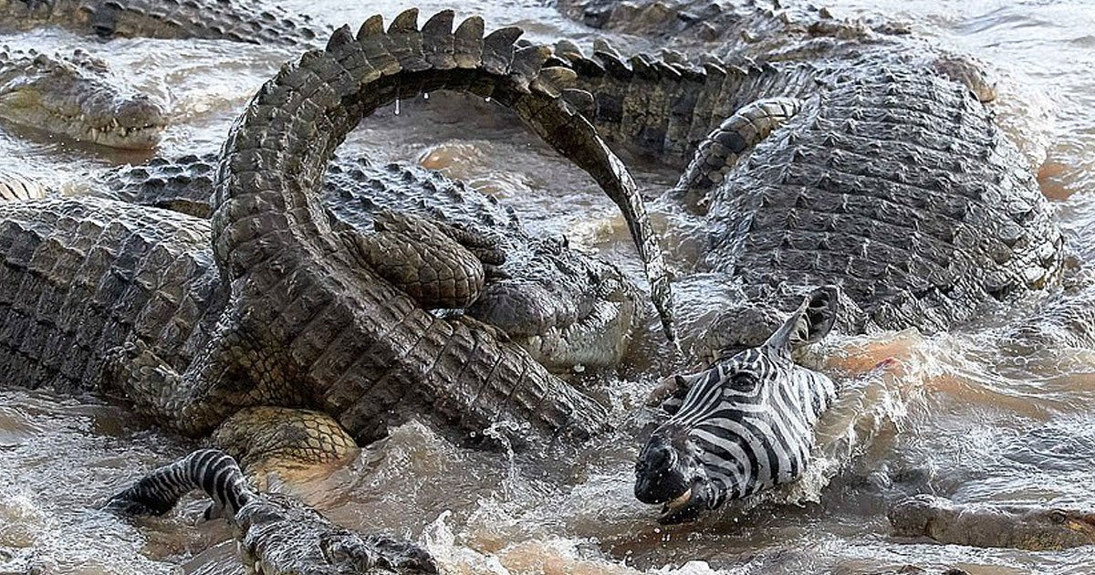 crocodiles zebra.jpg?resize=1200,630 - Quarante Crocodiles s'acharnent sur un zèbre dans la savane au Kenya