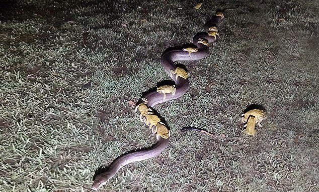 snake