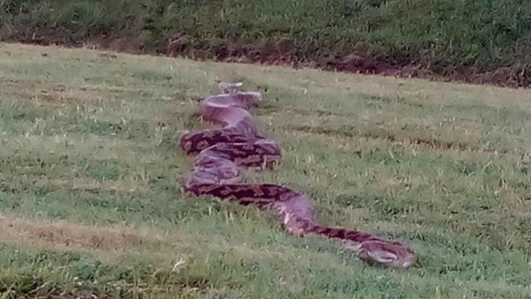 snake