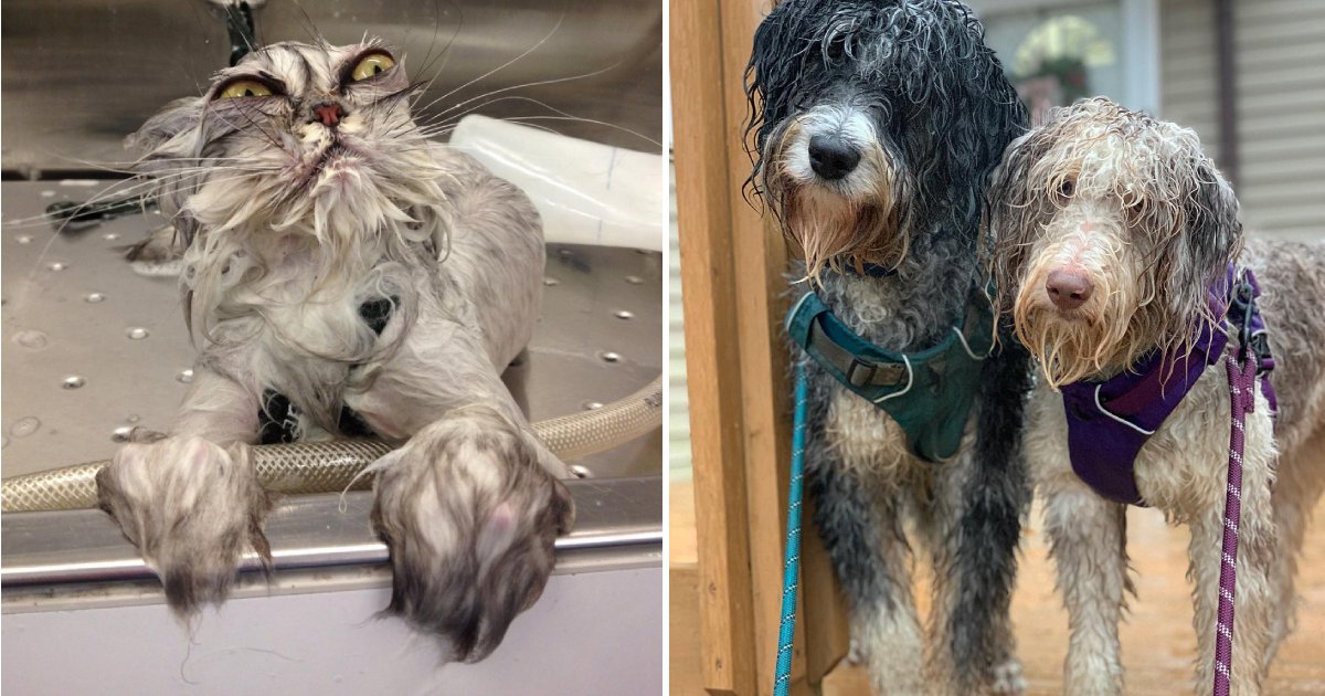 hate bath.png?resize=412,232 - 12 photos hilarantes qui prouvent que les animaux domestiques détestent prendre le bain