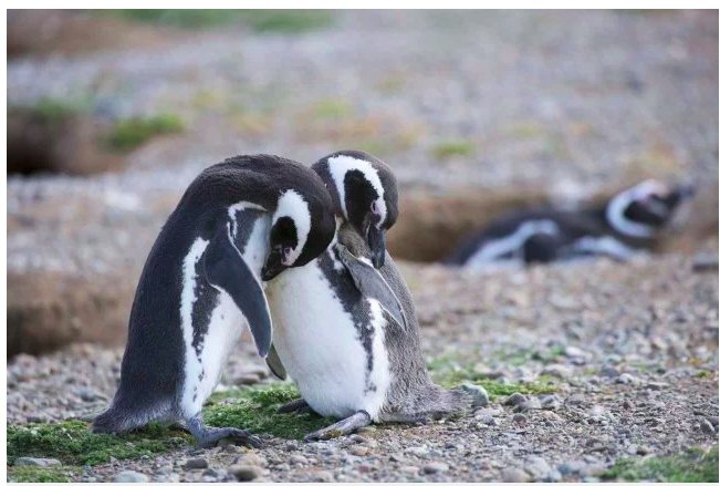 img 5c3661a2c66e0.png?resize=412,232 - Les pingouins se séparent de leurs partenaires pour l'hiver mais restent fidèles