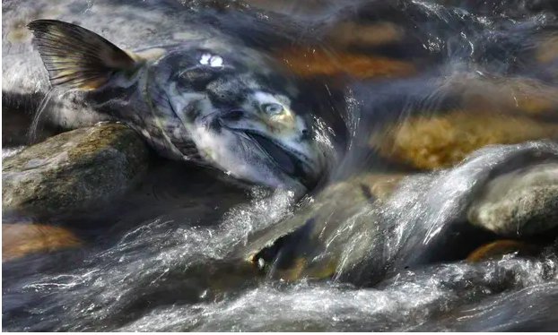 img 5c3faa1ac51e8.png?resize=1200,630 - Tirer la sonnette d'alarme : la moitié du saumon chinook du Canada est en voie de disparition