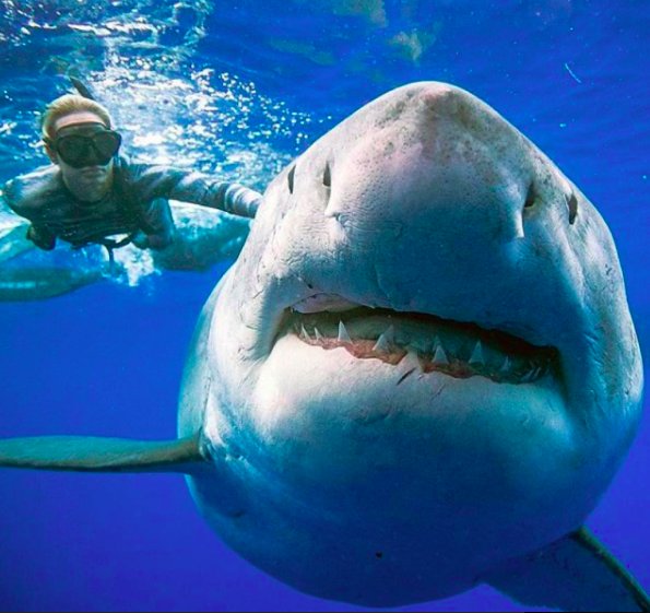 img 5c4370afefd43.png?resize=1200,630 - Hawaï : Cette plongeuse nage avec l'un des plus grands requins blancs du monde