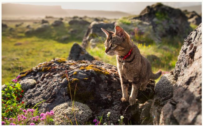 img 5c4634b008ba5.png?resize=1200,630 - Un chat de ménage en Islande devient célèbre dans le monde entier
