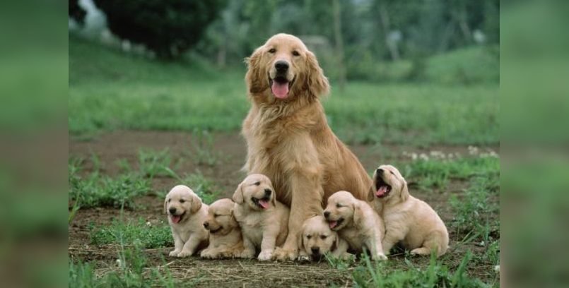 imgonline com ua frameblurred apcouyl5hccs e1555661487249.jpg?resize=1200,630 - 25 Tender Photographs Of The Beautiful Bond Between Animals And Their Babies