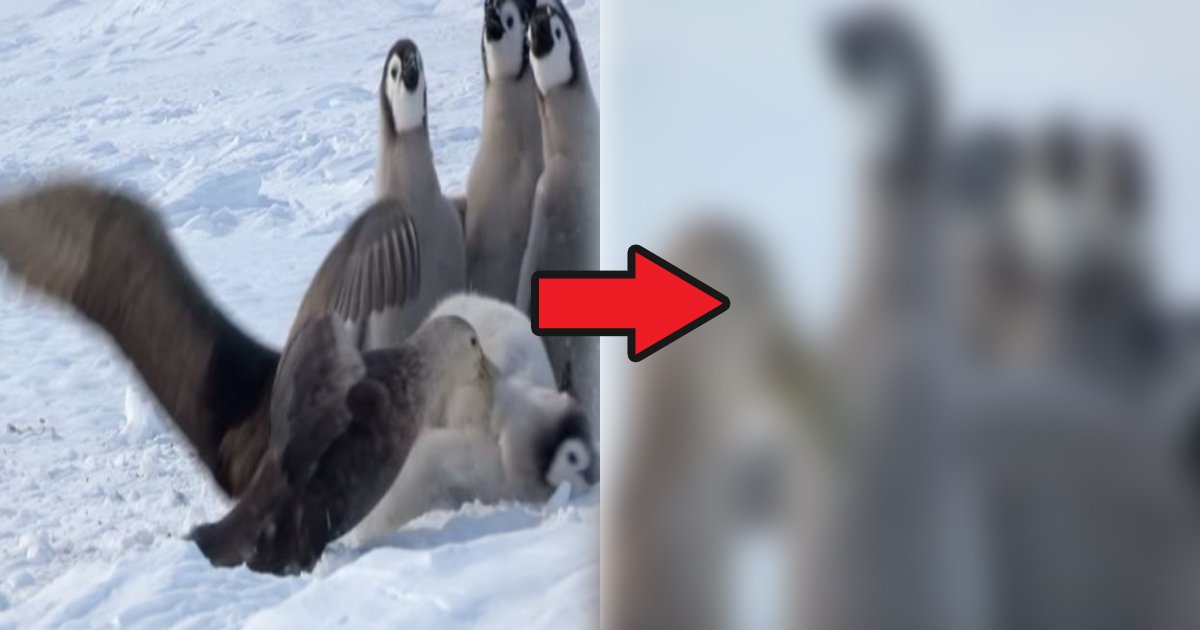 pengin.jpg?resize=1200,630 - カメラが捉えたペンギンたちの熱い「友情」の瞬間