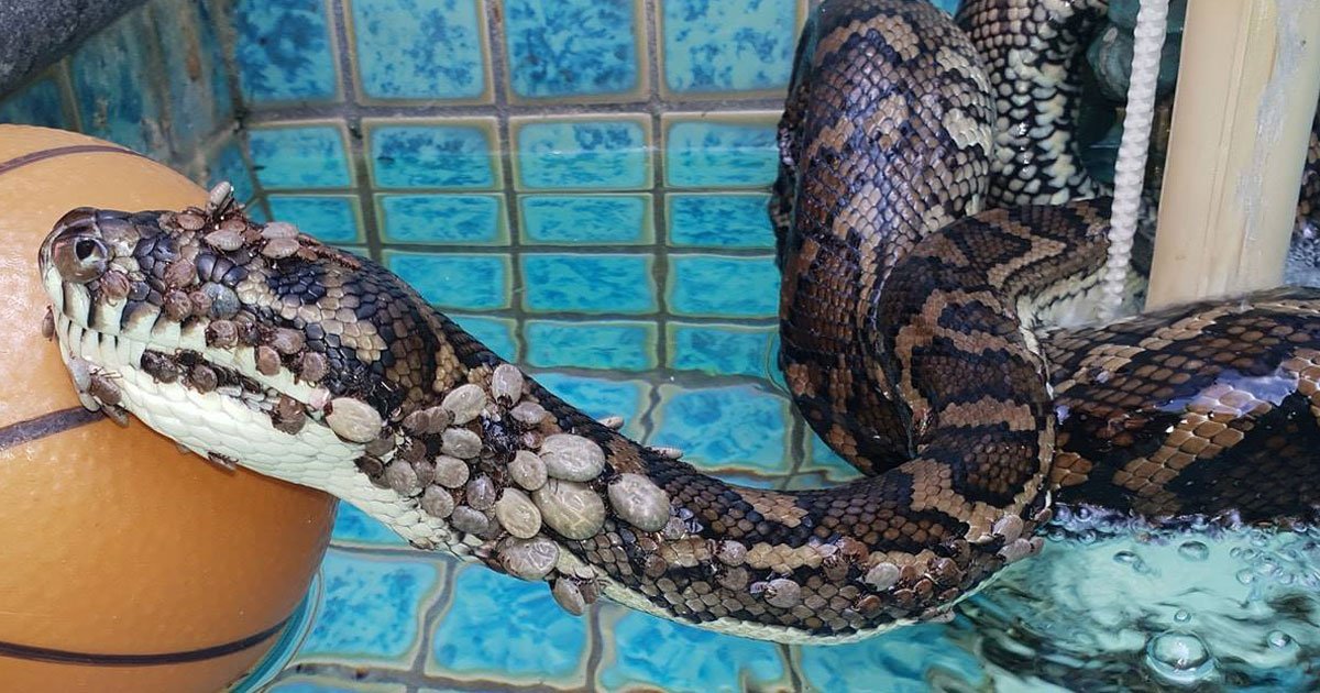 python sticks.jpg?resize=1200,630 - Un python trouvé dans une piscine avec plus de 500 tiques collées à son corps