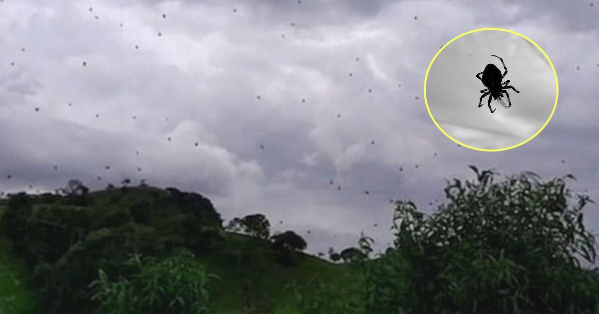 raining spiders.jpg?resize=412,232 - Des araignées pleuvent du ciel au Brésil