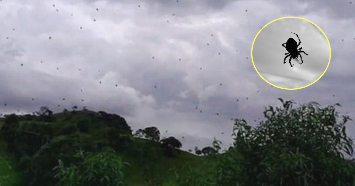 raining spiders.jpg?resize=412,275 - Des araignées pleuvent du ciel au Brésil