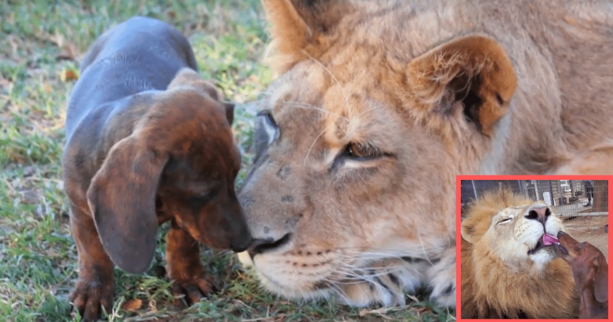 s3 1.png?resize=1200,630 - Une rencontre incroyable entre Abby, une petite chienne, et un lion !