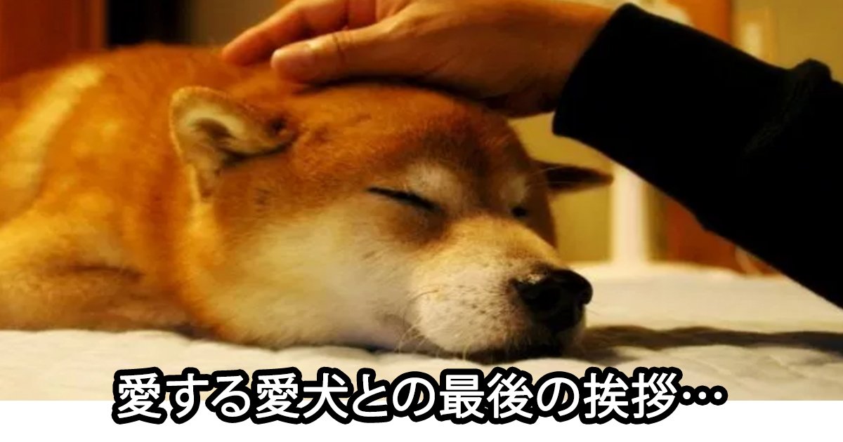 saigono.jpg?resize=412,275 - 写真作家も涙した…愛犬と家族の「最後の挨拶」