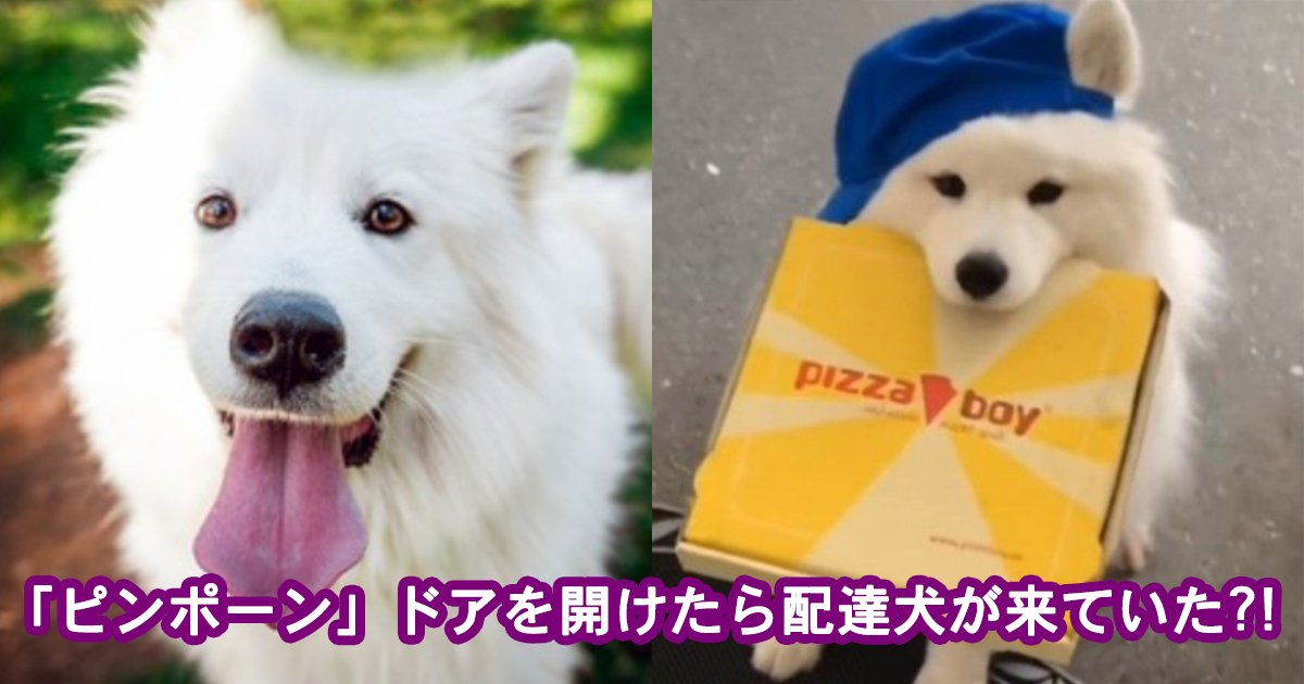 samoedo.jpg?resize=412,275 - 【超癒し】「ピンポーン」と荷物を届けきたサモエドの配達犬が激カワすぎる！！