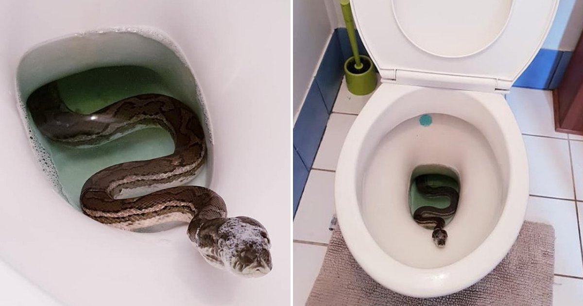 snake4.png?resize=1200,630 - Man Shocked To Find HUGE Carpet Python Relaxing In His Toilet Bowl