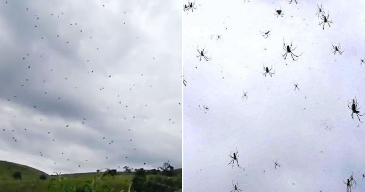spiders5.png?resize=1200,630 - Thousands Of Spiders Fell From The Sky Forcing Frightened Residents To Run For Cover