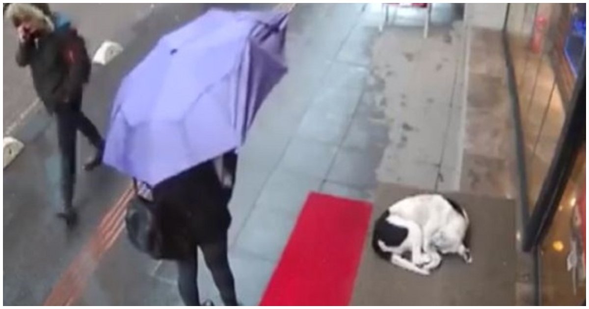 stray.jpg?resize=1200,630 - Une caméra de vidéosurveillance capture l'acte de bonté d'une femme envers un chien errant