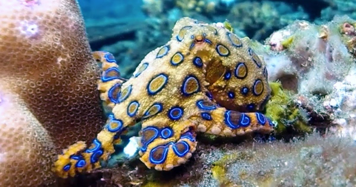 tourist blue ringed octopus.jpg?resize=412,232 - Un touriste tient une pieuvre à anneaux bleus dans sa main, inconscient du danger
