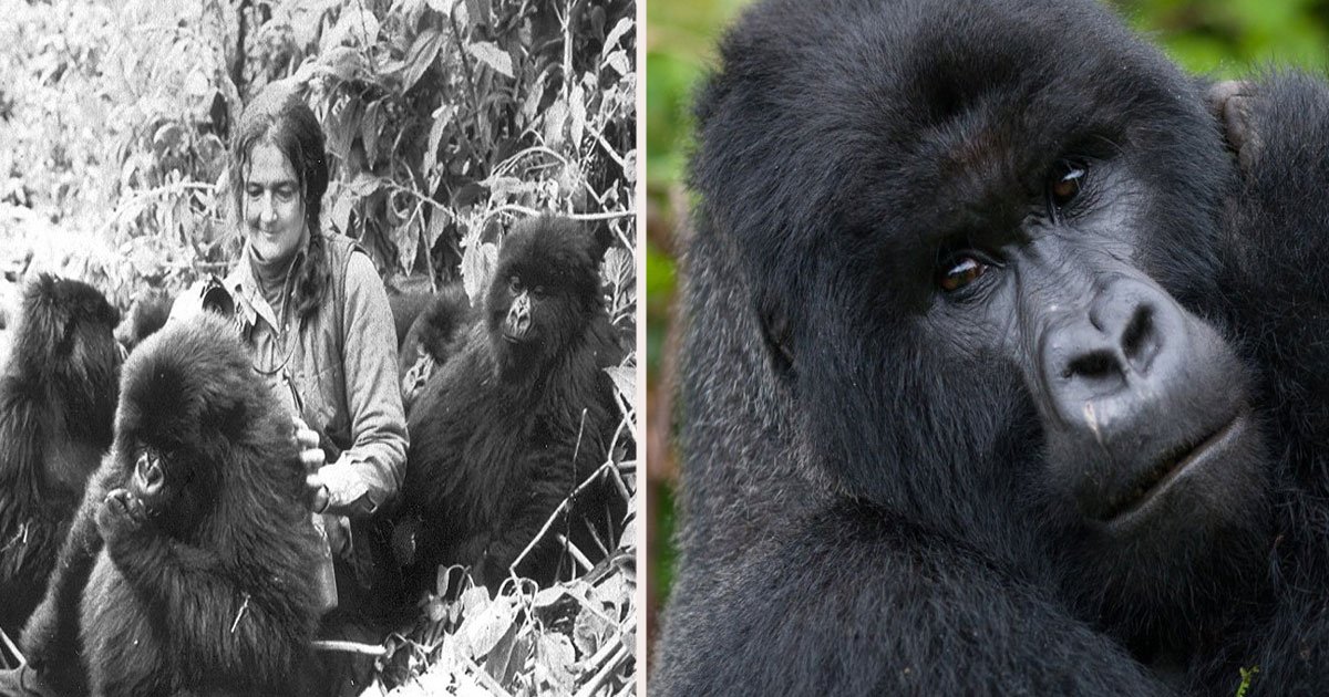 untitled 1 35.jpg?resize=412,275 - Une femme qui a consacré sa vie à sauver des gorilles est décédée mystérieusement