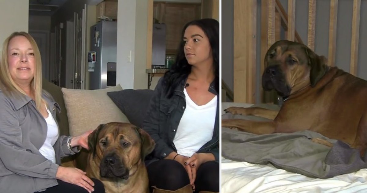 untitled design 10.png?resize=412,275 - Women Discover Drunk Stranger Sleeping On Bed Next To Their 150-Pound Dog