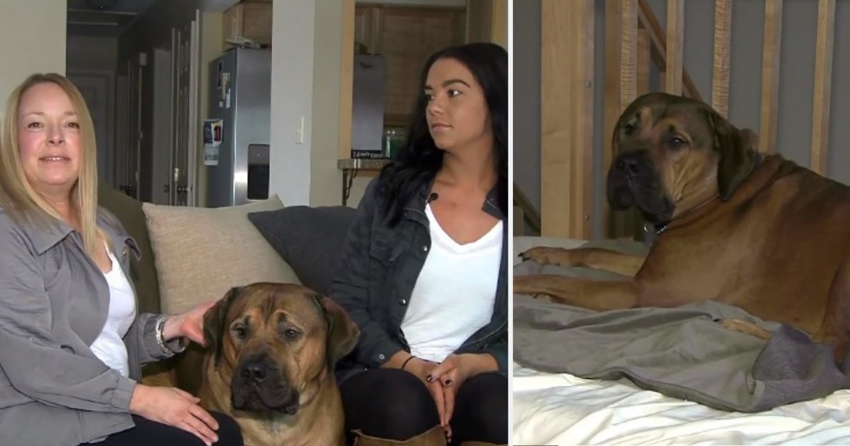 untitled design 10.png?resize=412,232 - Women Discover Drunk Stranger Sleeping On Bed Next To Their 150-Pound Dog