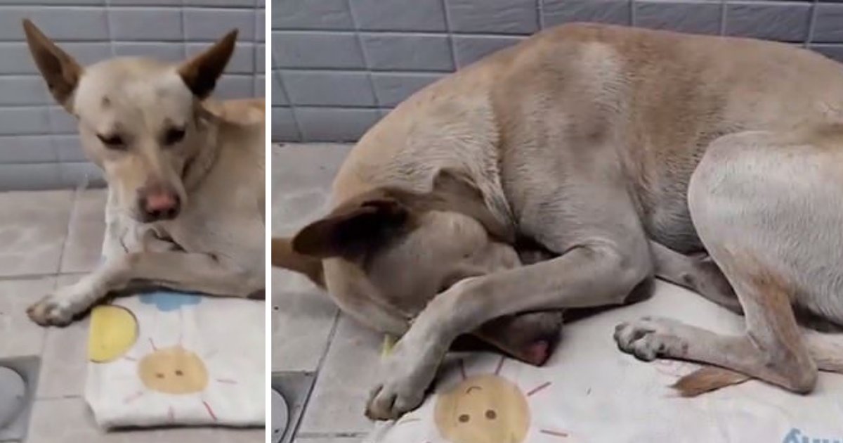 untitled design 66.png?resize=1200,630 - Un chien attend patiemment son propriétaire pendant six mois après son abandon