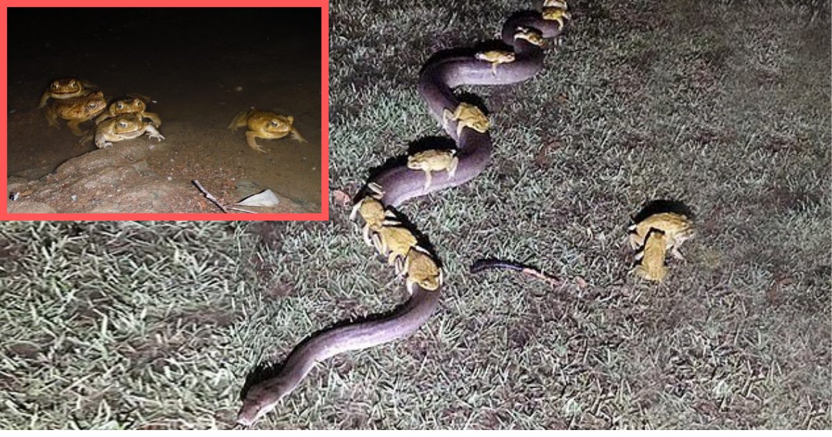 with every share roris chances of finding a suitable heart will increase a little bit 1.png?resize=412,232 - Frogs Were Seen Hitching A Ride On A Snake's Back In Australia