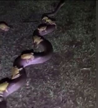 snake