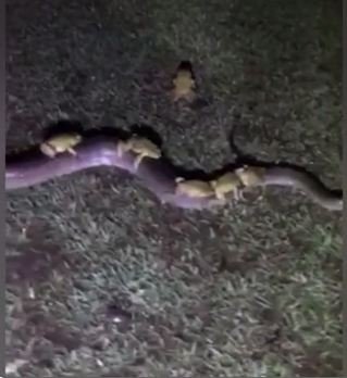 snake