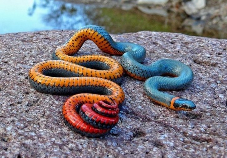 20Â Animals Who Hit the Genetics Jackpot
