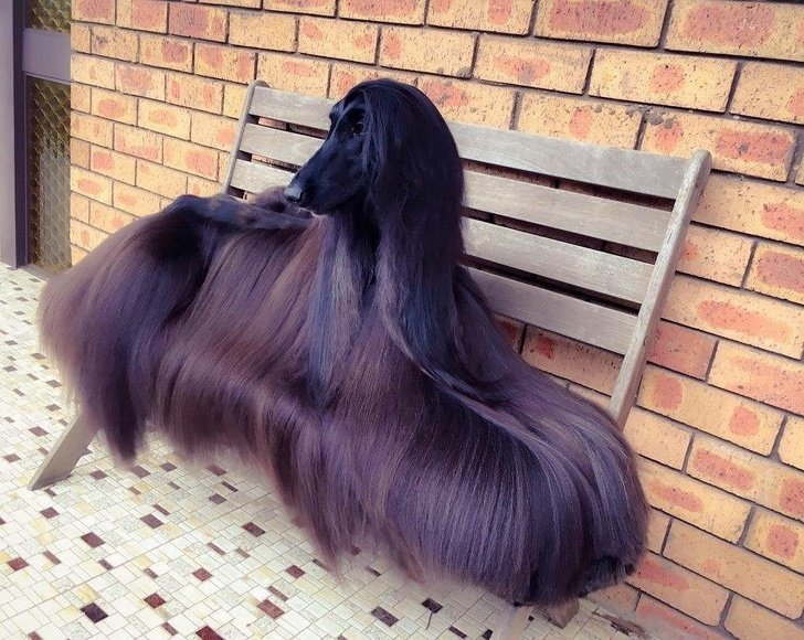 20Â Animals Who Hit the Genetics Jackpot