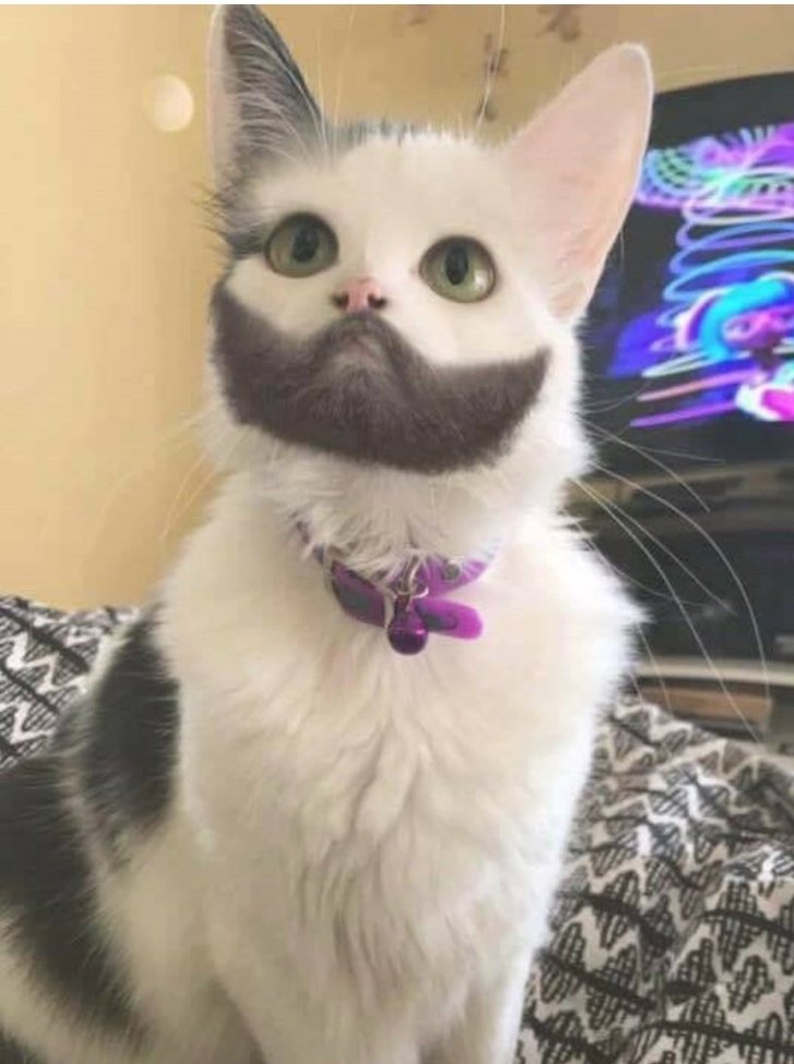 20Â Animals Who Hit the Genetics Jackpot