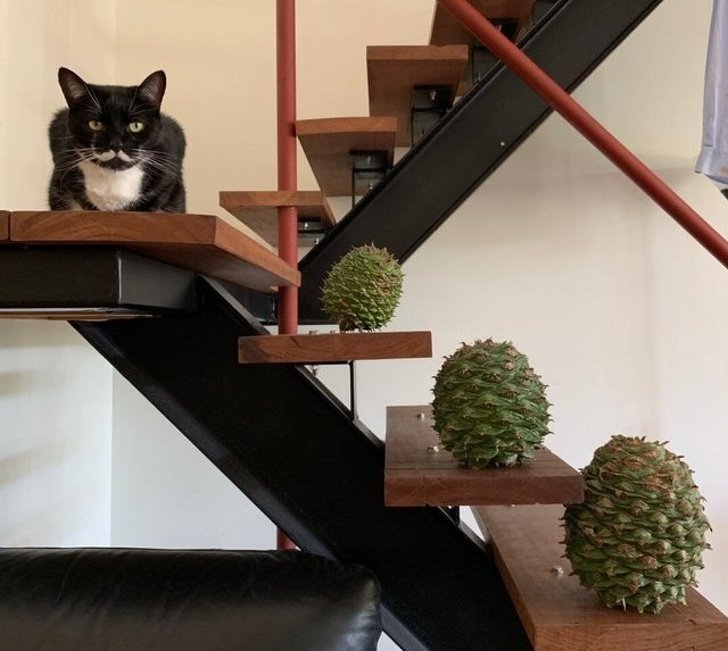 20Â Animals Who Hit the Genetics Jackpot