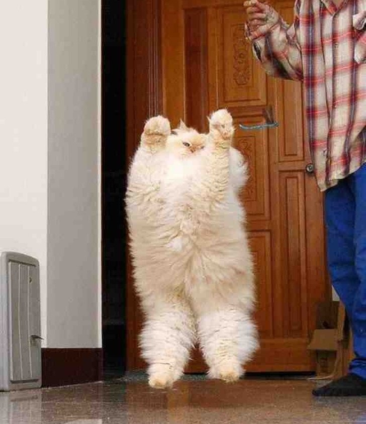 20Â Animals Who Hit the Genetics Jackpot