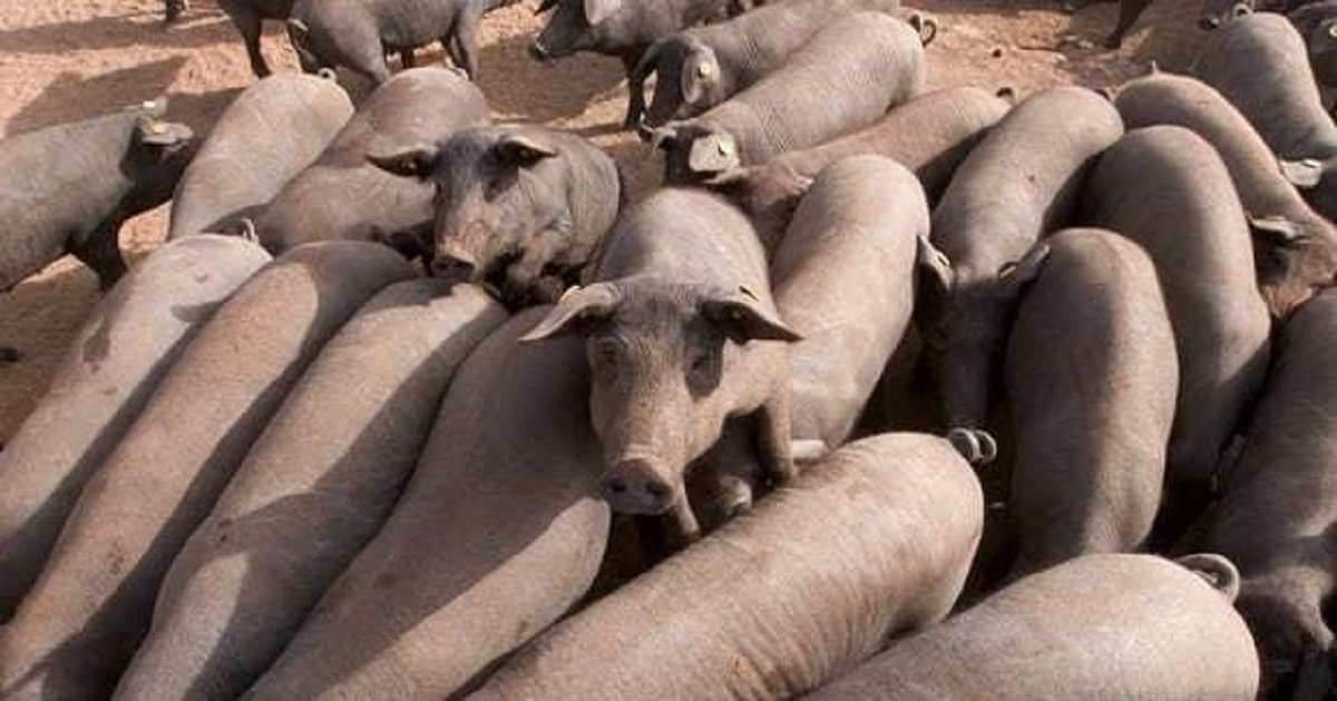 44444 1.jpg?resize=1200,630 - "돼지가 설마?" 러시아에서 화제인 여성의 의문사