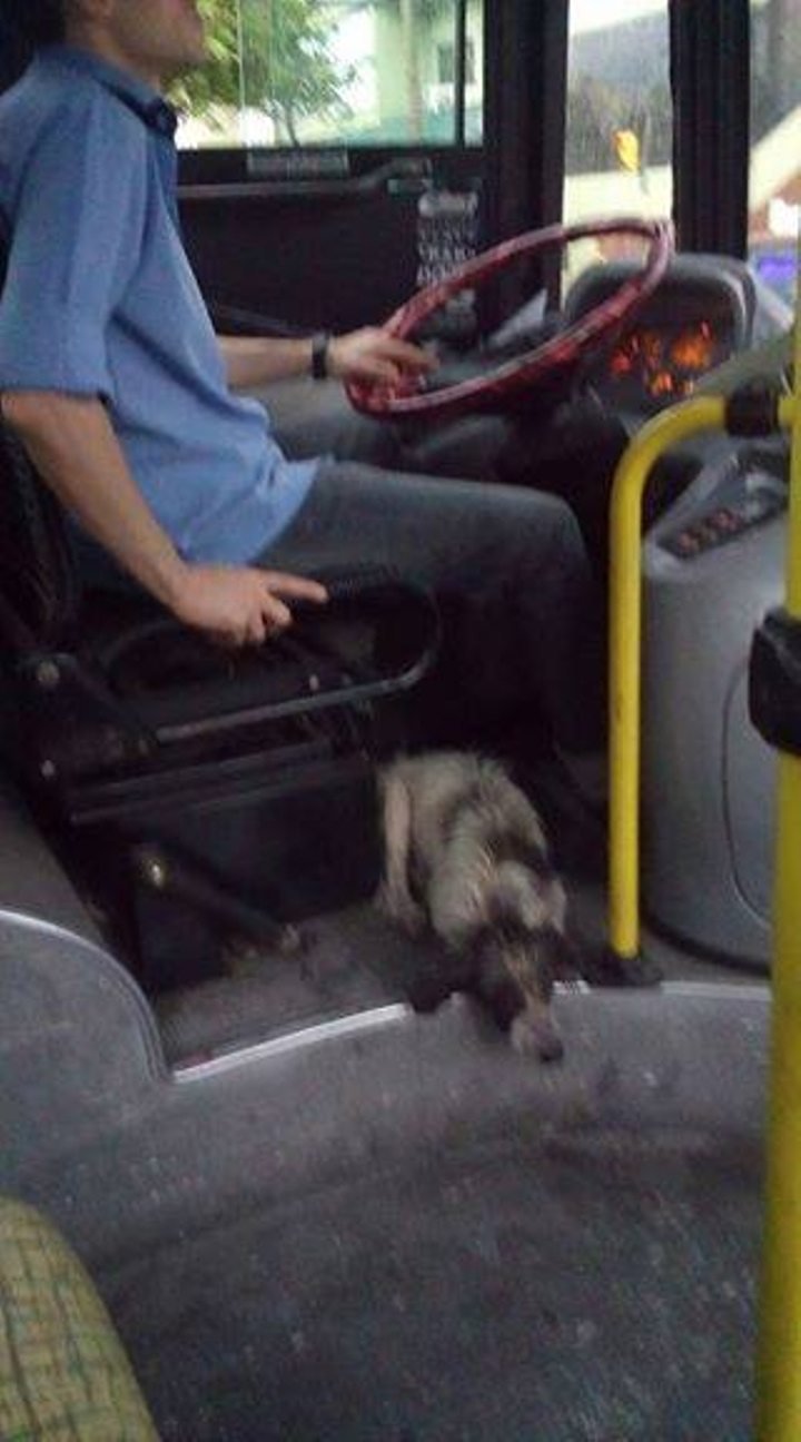 bus-dogs-2