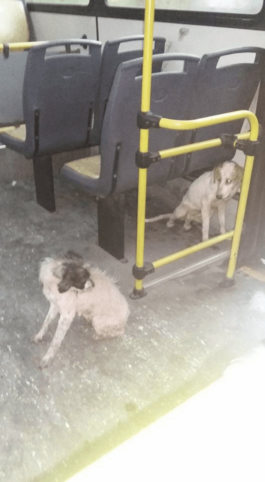 bus_driver_dogs_storm_1
