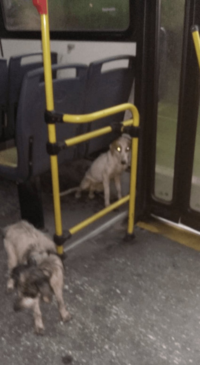 bus_driver_dogs_storm_2