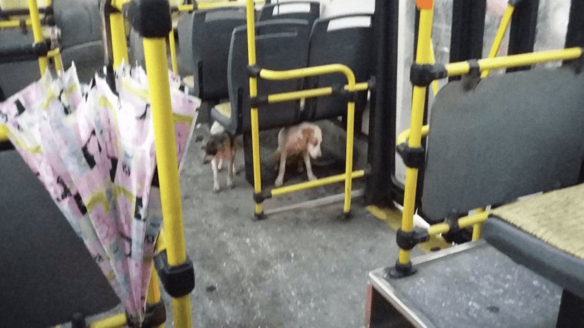 bus_driver_dogs_storm_3