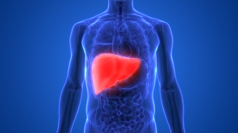 liver getty images에 대한 이미지 검색결과