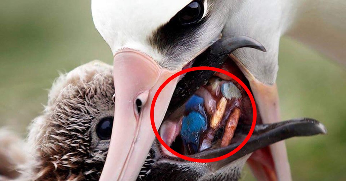 albatross ttl.jpg?resize=1200,630 - 人が海に捨てたプラスチックごみを餌と思い、子に与える母アルバトロスの姿が衝撃的…