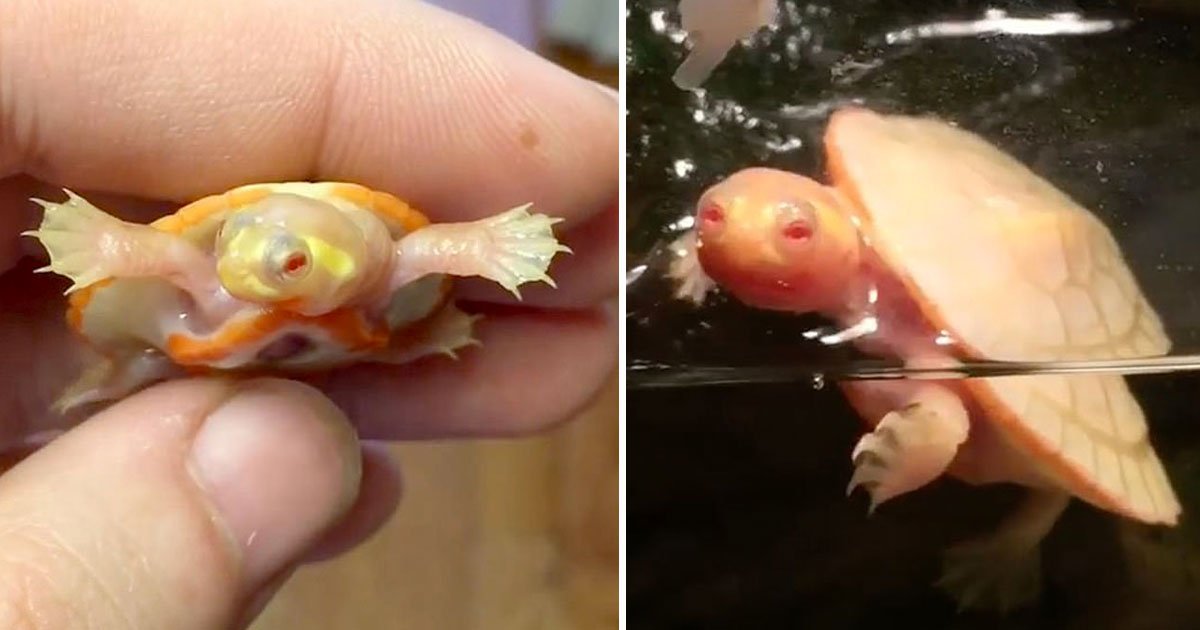 albino baby turtle.jpg?resize=412,275 - Une petite tortue albinos dont le cœur est sorti de son corps a une maladie rare qui n'a pas encore été nommée par les vétérinaires